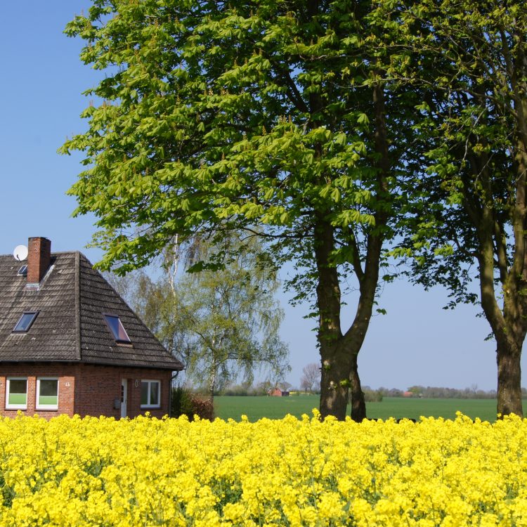 Das Melkerhaus in der Rapsblüte