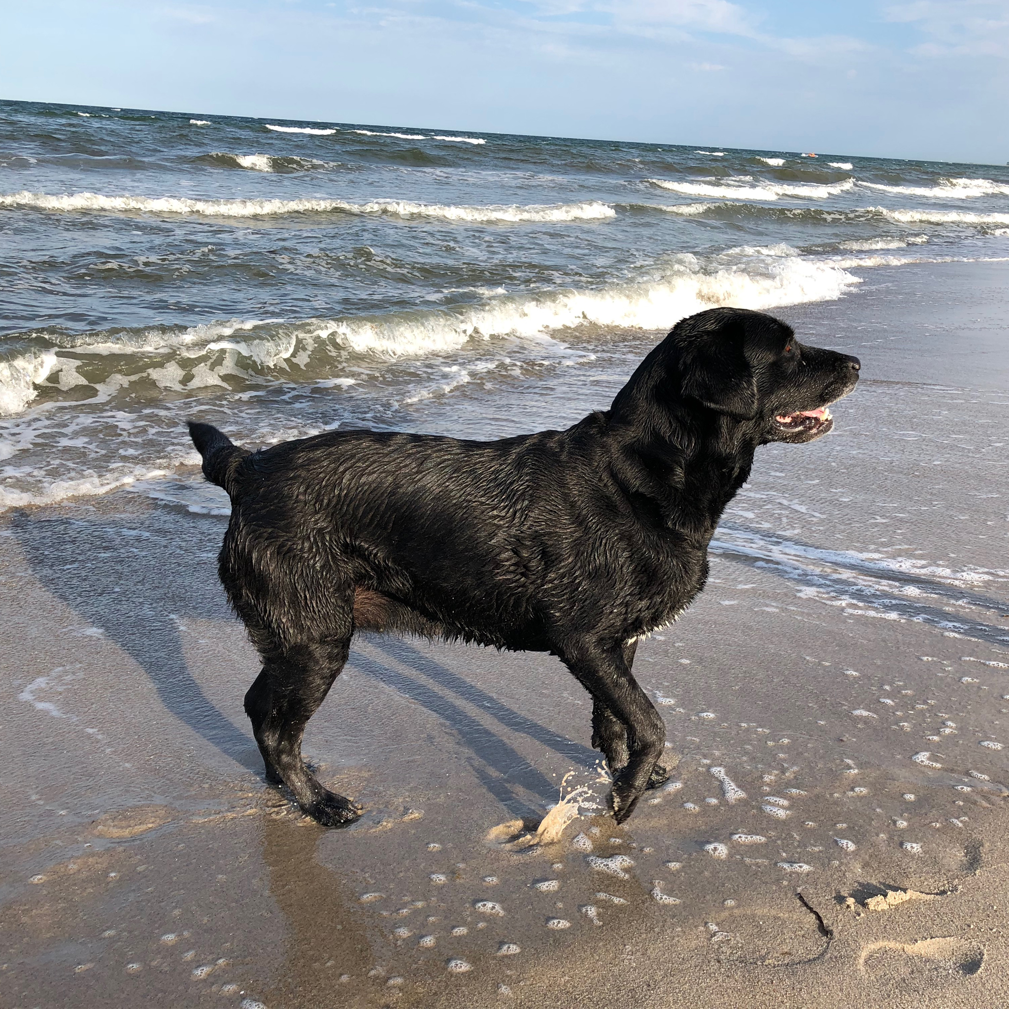 Mit dem Hund an den Strand Mit dem Hund an den Strand