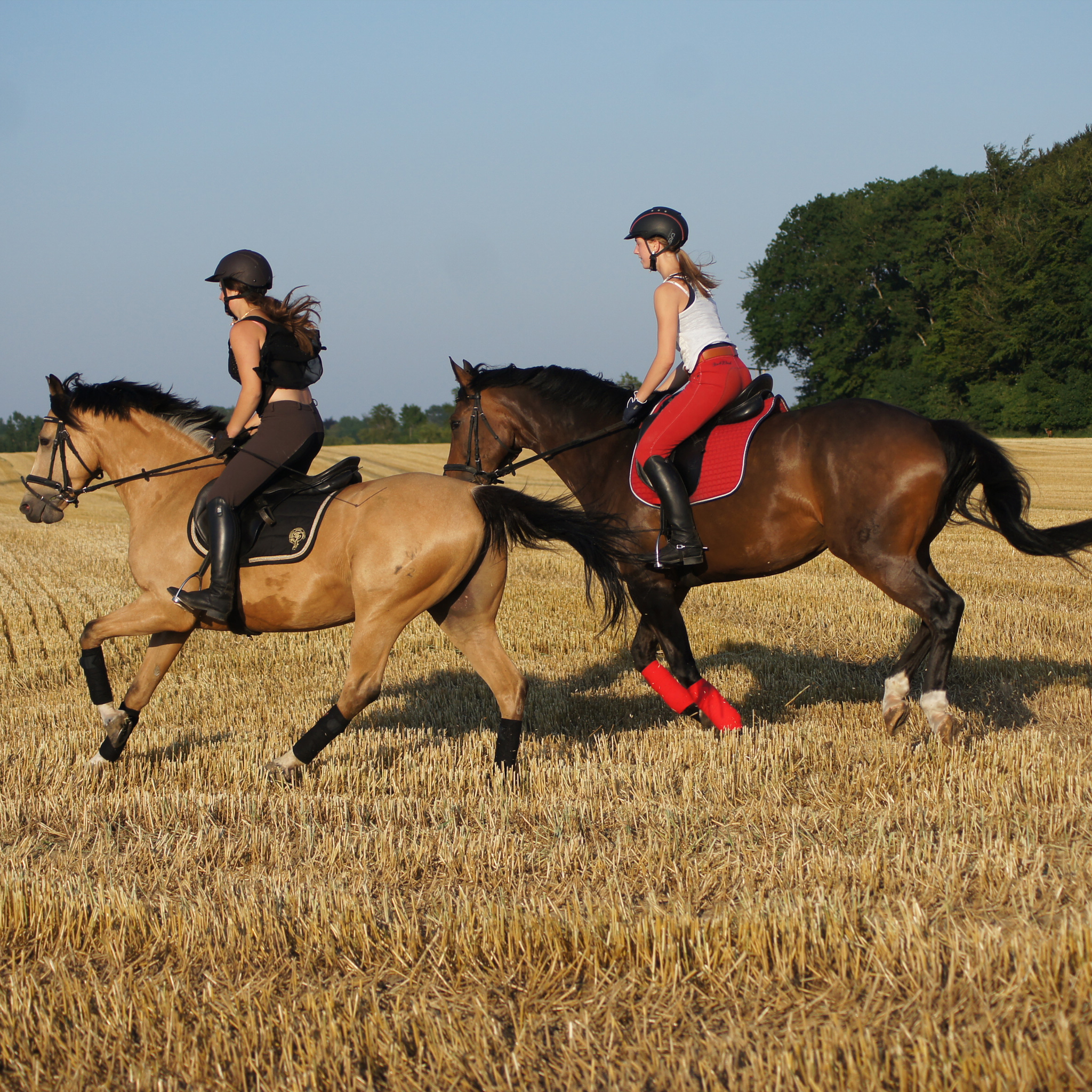 Reitausflüge in der Angelner Landschaft Reitausflüge in der Angelner Landschaft