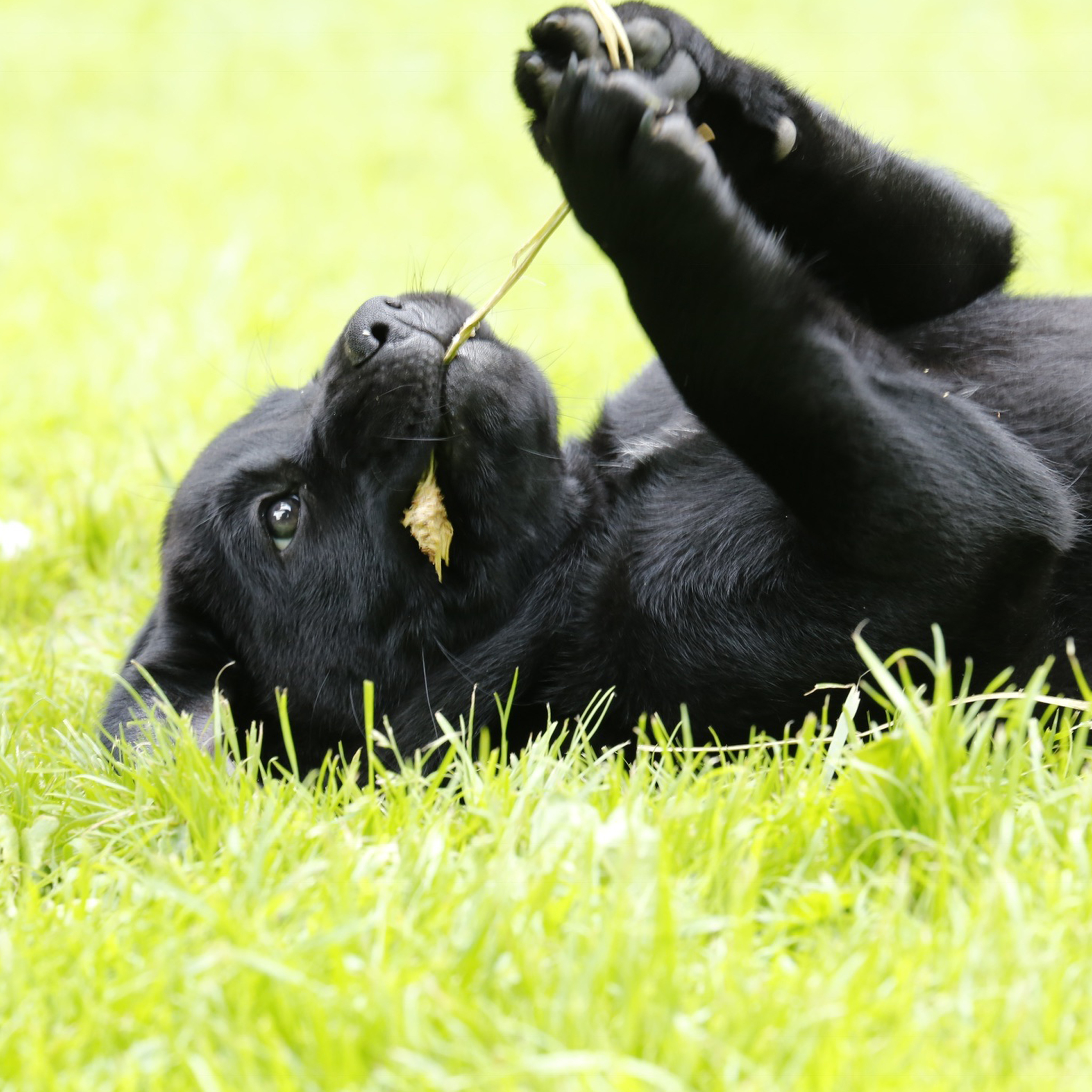 Verspielter Hundewelpe im Gras Verspielter Hundewelpe im Gras