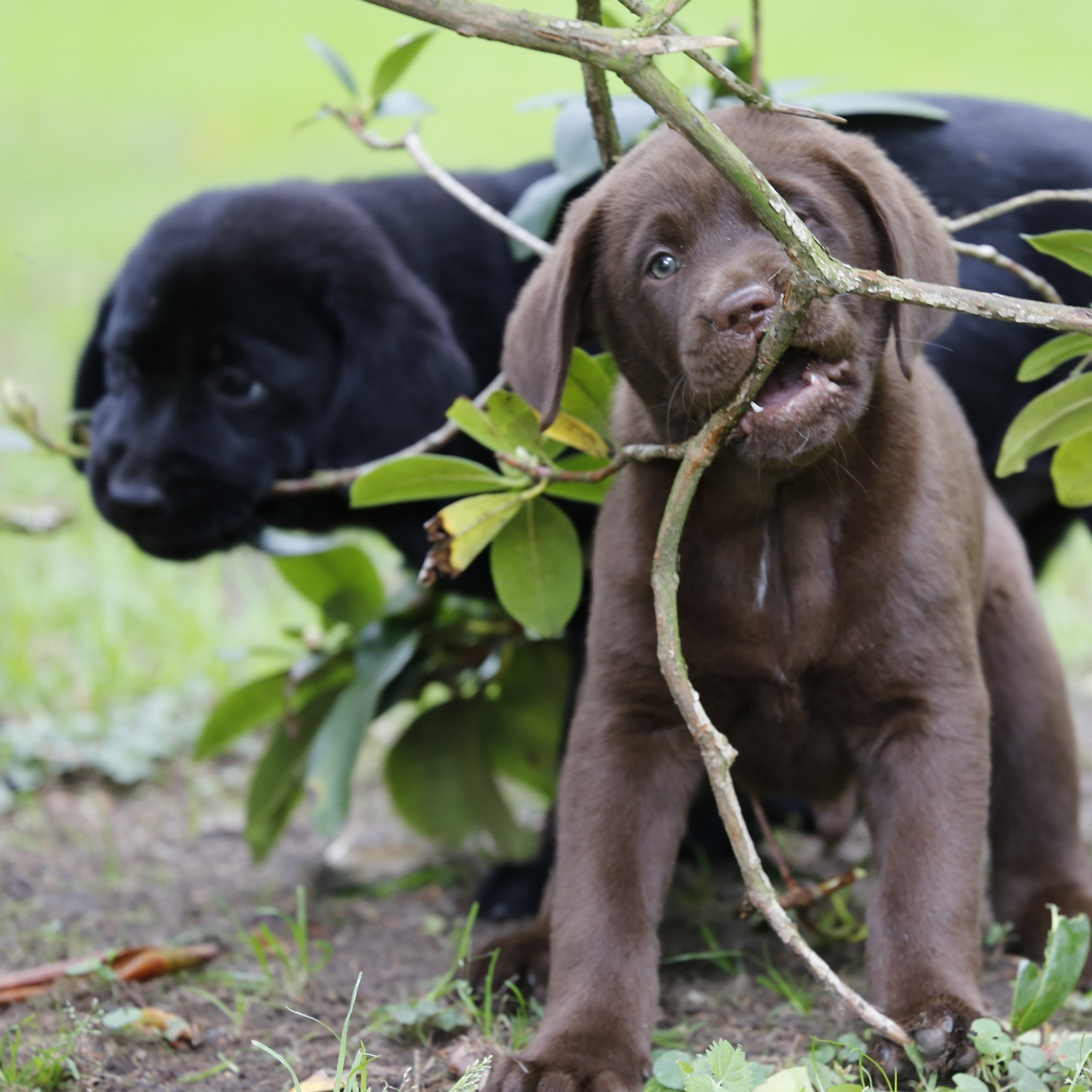 Hundewelpen im Garten Hundewelpen im Garten